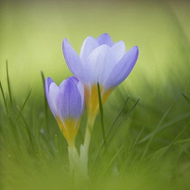 Snow crocus, Crocus chrysanthus 'Blue Pearl', Side view of one partly open pale mauve flower with yellow base, with another smaller one beside it, rising out of soft focus grass background.
