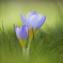Snow crocus, Crocus chrysanthus 'Blue Pearl', Side view of one partly open pale mauve flower with yellow base, with another smaller one beside it, rising out of soft focus grass background.