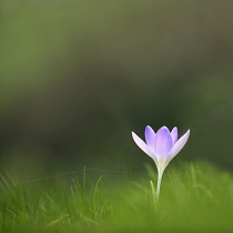 Early crocus, Crocus tommasinianus, Side view of one pale mauve open flower, rising out of soft focus grass background.