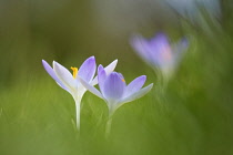 Early crocus, Crocus tommasinianus, Side view of two pale mauve open flowers showing yellow stamens, rising out of soft focus grass background.