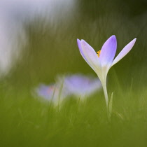 Early crocus, Crocus tommasinianus, Side view of one pale mauve open flower showing yellow stamens, rising out of soft focus grass background.