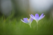 Early crocus, Crocus tommasinianus, Side view of two pale mauve open flowers showing yellow stamens, rising out of soft focus grass background.