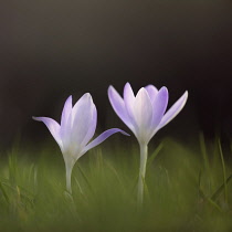 Early crocus, Crocus tommasinianus, Side view of two pale mauve open flowers, rising out of soft focus grass background.