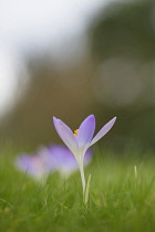 Early crocus, Crocus tommasinianus, Side view of one pale mauve open flower showing yellow stamens, rising out of soft focus grass background.