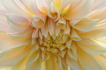 Dahlia, Waterlily Dahlia, Very close view of pale pink with yellow flush flower centre with petals radiating out.