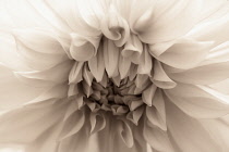 Dahlia, Waterlily Dahlia, Very close view of flower centre with petals radiating out. Black and white with a sepia tone.