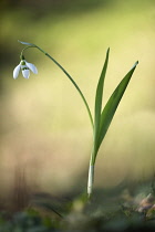 Snowdrop, Galanthus nivalis, Side view of single white open flower with leaves rising out of grass soft focus behind.