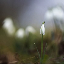 Snowdrop, Galanthus nivalis, Side view of single white closed flower with others soft focus behind.