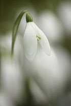 Snowdrop, Galanthus nivalis, Close side view of single white closed flower with others soft focus behind.