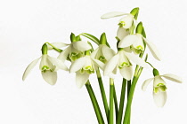 Snowdrop, Galanthus nivalis, Side view of several open white flowers with green markings in a group. Cut out against white.