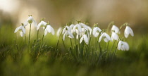 Snowdrop, Galanthus nivalis, Low side view of several white open flowers in a row, rising out of soft focus grass.