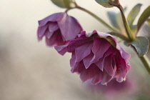 Hellebore, Helleborus x hybridus 'Double Ellen Red', SIde view of one double petalled deep pink flower with another behind. Soft light.