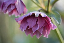 Hellebore, Helleborus x hybridus 'Double Ellen Red'. SIde view of one double petalled deep pink flower with another behind. Soft light.