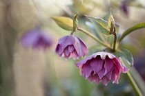 Hellebore, Helleborus x hybridus 'Double Ellen Red', SIde view of one double petalled deep pink flower with others behind. Soft light.