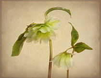 Hellebore, Helleborus x hybridus 'Double Ellen White', Side view of one open flower and one partially open, cut out against a textured cream brown background.