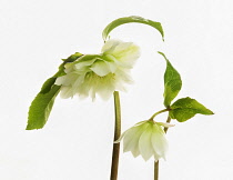 Hellebore, Helleborus x hybridus 'Double Ellen White', Side view a simple arrangement of  open flower and one partially open, cut out against white.