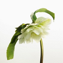 Hellebore, Helleborus x hybridus 'Double Ellen White', Side view of single open flower with leaves cut out against white.