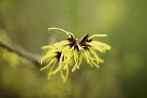 Witch hazel, Hamamelis x intermedia 'Pallida', Close view with selective focus, of spidery yellow flowers on bare twig.