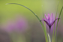 Iris, Iris reticulata 'Paulinei, Side view of one backlit purple flower surrounded by long thin leaves and soft focus colour behind.