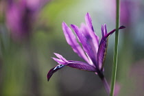 Iris, Iris reticulata 'Paulinei, Side view of one backlit purple flower surrounded by long thin leaves and soft focus colour behind.