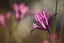 Iris, Iris reticulata 'Paulinei, Side view of one backlit purple flower with leaf and other soft focus behind.