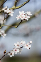 Cherry, Wild Cherry blossom, Prunus avium,  Several white flowers on bare twigs against soft focus pale blue sky.