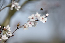 Cherry, Wild Cherry blossom, Prunus avium, Several white flowers on bare twigs against soft focus pale blue sky. A bee hovering aove.