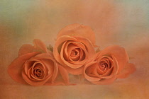 Rose, Rosa, Front view of three partly open orange coloured lowers laid on a pale orange motled background.