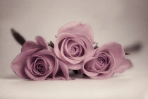 Rose, Rosa, Front view of three partly open pink flowers laid on a cream background.