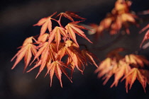 Japanese maple, Acer palmatum 'Katsura', A couple of branches with spring leaves, orange edged with red.