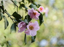 Camellia, Camellia x williamsii 'Philippa Forwood', Several pale pink flowers  on hanging branches with leaves.