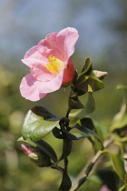 Camellia, Camellia x williamsii 'Donation', Close view of one pink flower with yellow stamens, turned side on, in sunlight.