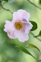 Camellia, Camellia x williamsii 'Philippa Forwood', Front view of one pale pink flower in soft light against a pale green background.