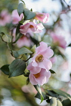 Camellia, Camellia x williamsii 'Philippa Forwood', Several pale pink flowers  on hanging branches with leaves.