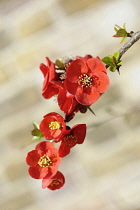 Quince, Flowering quince, Chaenomeles x superba 'Jane Taudevin'', One twig with several red flowers on it, against a pale dappled background.