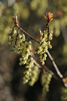 Hazek, Fragrant winter hazel, Corylopsis glabrescens,  Close side view of twigs with dangling racemes of cream bell shaped flowers, and new leaves growing at the tips.