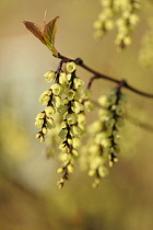 Hazel, Fragrant winter hazel, Corylopsis glabrescens, Close side view of twigs with dangling racemes of cream bell shaped flowers, and new leaves growing at the tips.