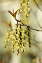 Hazel, Fragrant winter hazel, Corylopsis glabrescens, Close side view of twigs with dangling racemes of cream bell shaped flowers, and new leaves growing at the tips.