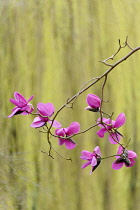 Magnolia, Magnolia sprengeri,  Side view of several pink flowers on twigs, forming a graphic pattern.