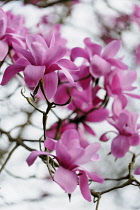 Magnolia, Magnolia sprengeri, Side view of several pink flowers on twigs, against  white sky.