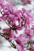 Magnolia, Magnolia sprengeri, Side view of several pink flowers on twigs, against  white sky.