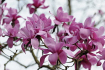 Magnolia, Magnolia sprengeri, Side view of several pink flowers on twigs, against  white sky.