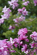 Magnolia, Magnolia sprengeri, Side view of several pink flowers on twigs.