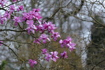 Magnolia, Magnolia sprengeri, Side view of several pink flowers on twigs, against  other bare branches, forming a pattern.