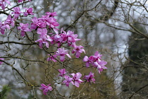 Magnolia, Magnolia sprengeri, Side view of several pink flowers on twigs, against  other bare branches, forming a pattern.