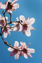 Magnolia, Campbell's Magnolia, Magnolia campbellii, Underneath view of several flowers on bare twigs, backlit by sun, against deep blue sky.