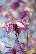 Magnolia, Magnolia sargentiana hybrid 'Purple Breeze', Side view of one pink flower with drooping petals and a yellow stigma, others soft focus behind.