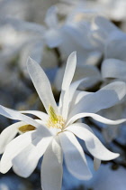 Magnolia, Magnolia stellata, Close side view of one sunlit white flower with several long graceful petals and yellow stamens and stigma.