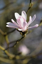 Magnolia, Magnolia stellata 'Jane Platt', Close side view of one flower with pink tinged white petals on a bare twig.