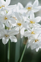 Daffodil, Paper white daffodil, Narcissus papyraceus, Side view of several delicate white flowers on long stalks, petals are backlit in sun, showing yellow stamens in the short coronas.